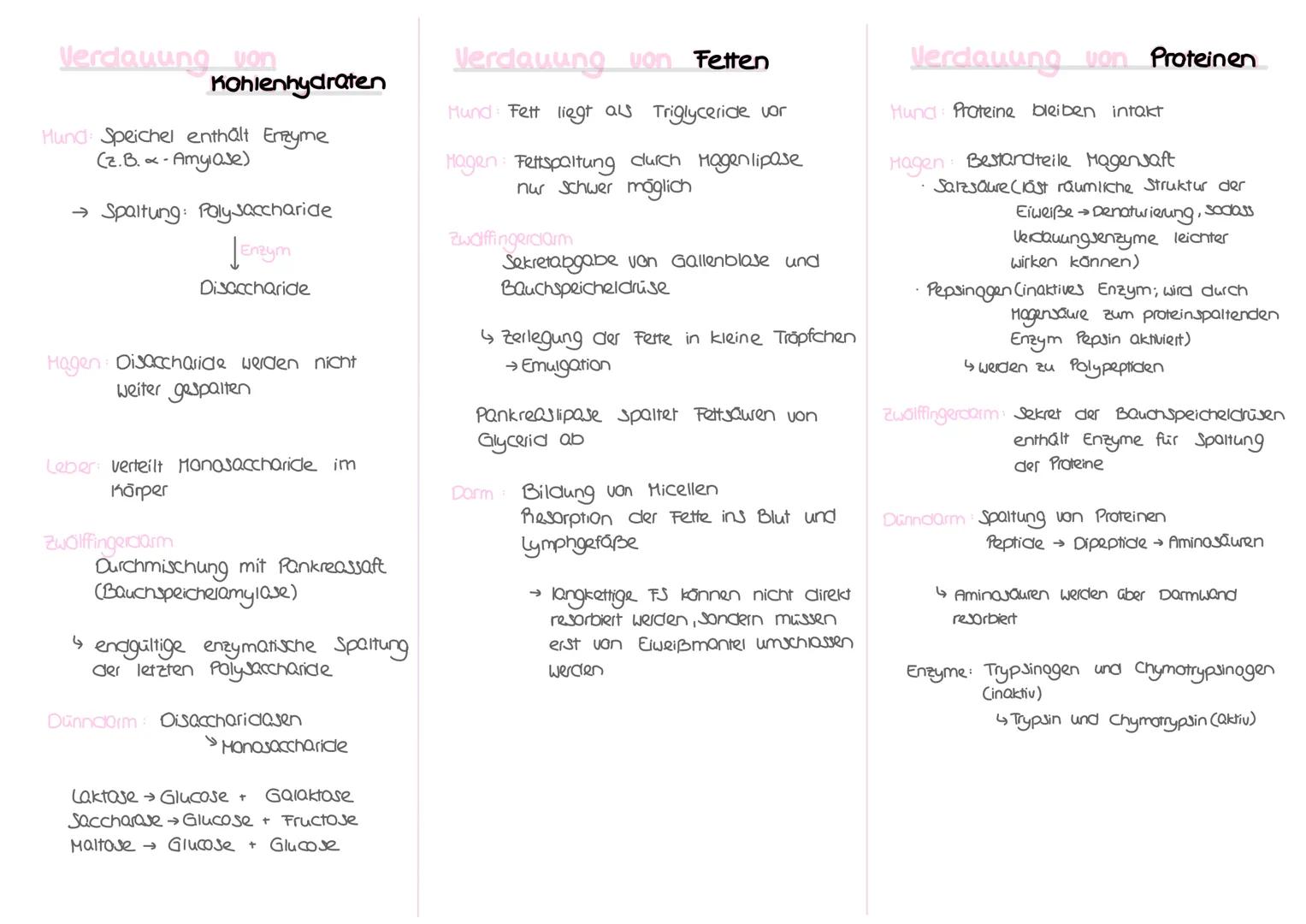 1) Mund Aufnahme der Nahrung
Verdauung
Schlucken des Nahrungsbreis
Nahrung gegen Kehldeckel,
Cufträhre verschließt
mechanische Zerkleinerung