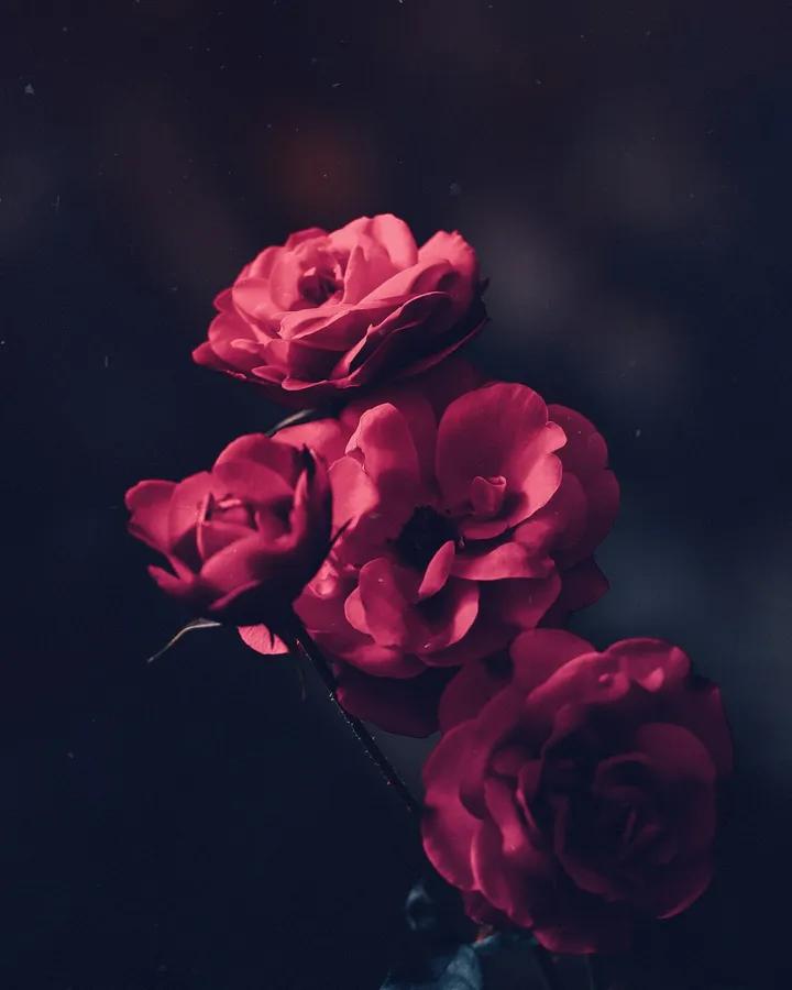 user profile picture